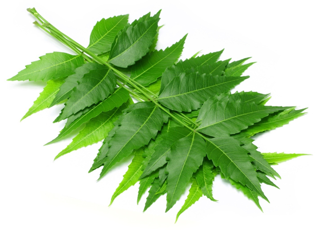 Neem tree leave